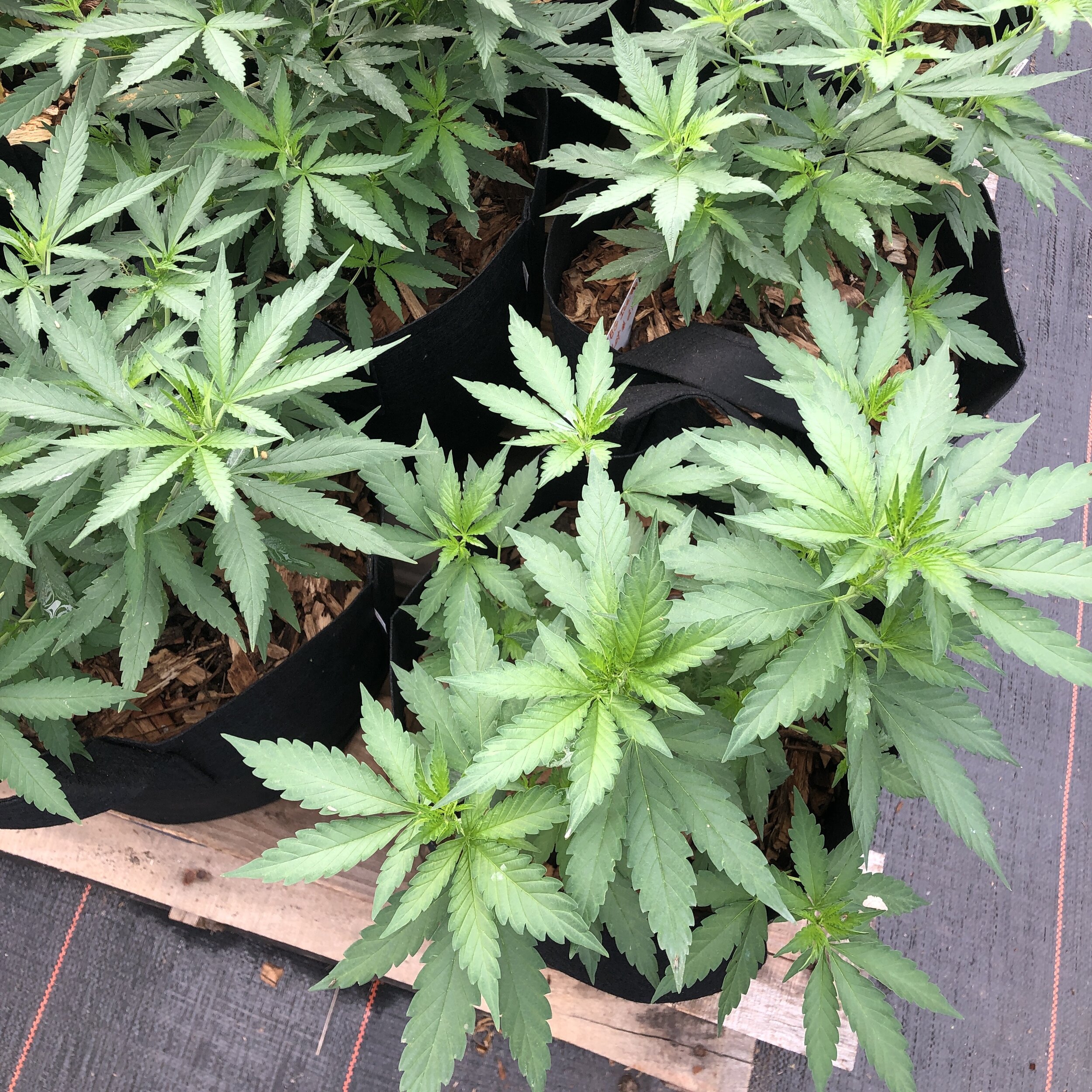 youngplants.JPG